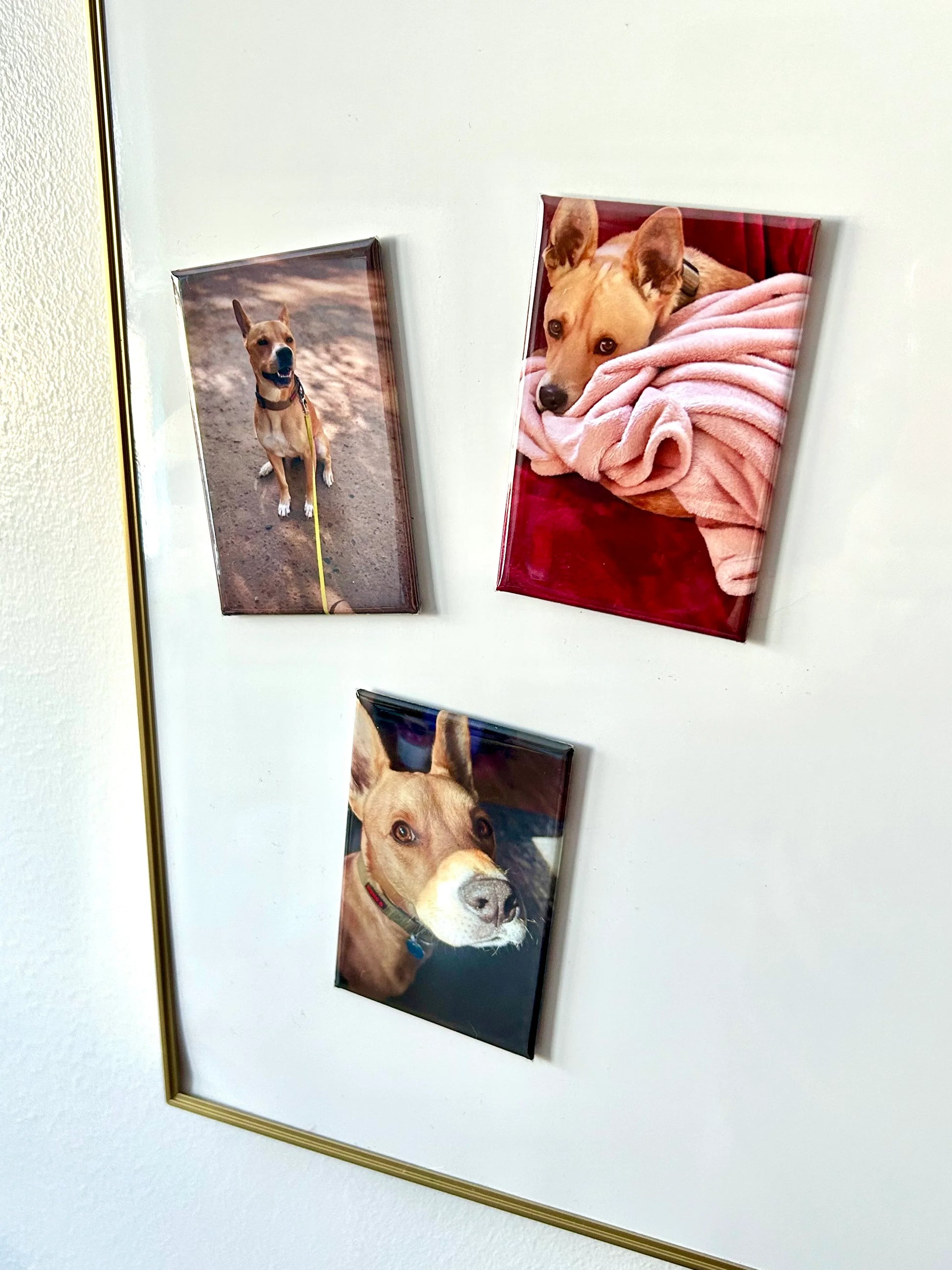 Custom photo magnets of a dog in various poses displayed on a white surface with gold frame